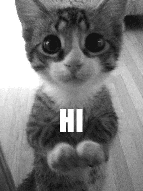 cat says hi